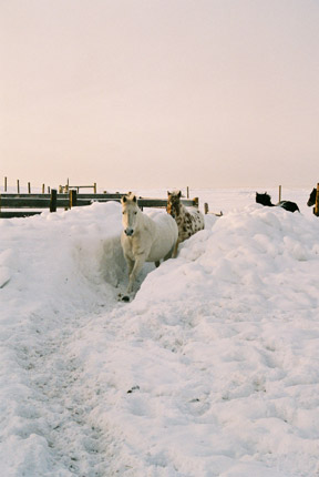 The Best is bringing in her herd to home pastures through a ‘trench’ I dug out (this just about killed me off I might add!). It was three foot wide, 27 feet long and eight feet high where the worst of the spindrifted white stuff had anchored into.  It was late June before the final snow melted; we measured one drift at 12’.