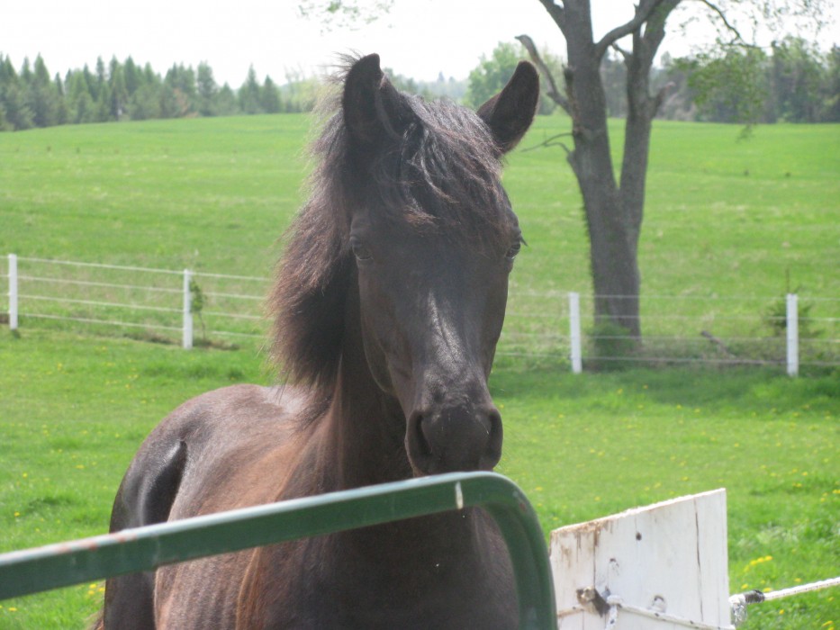 Hanoverian Black yearling, tall dark & handsome! Alton Ontario
