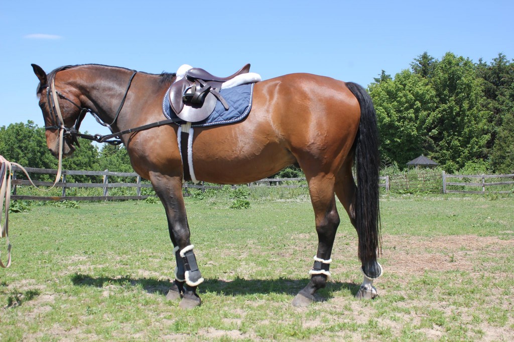 ’97 Hanoverian Dressage Schoolmaster London Ontario Canada