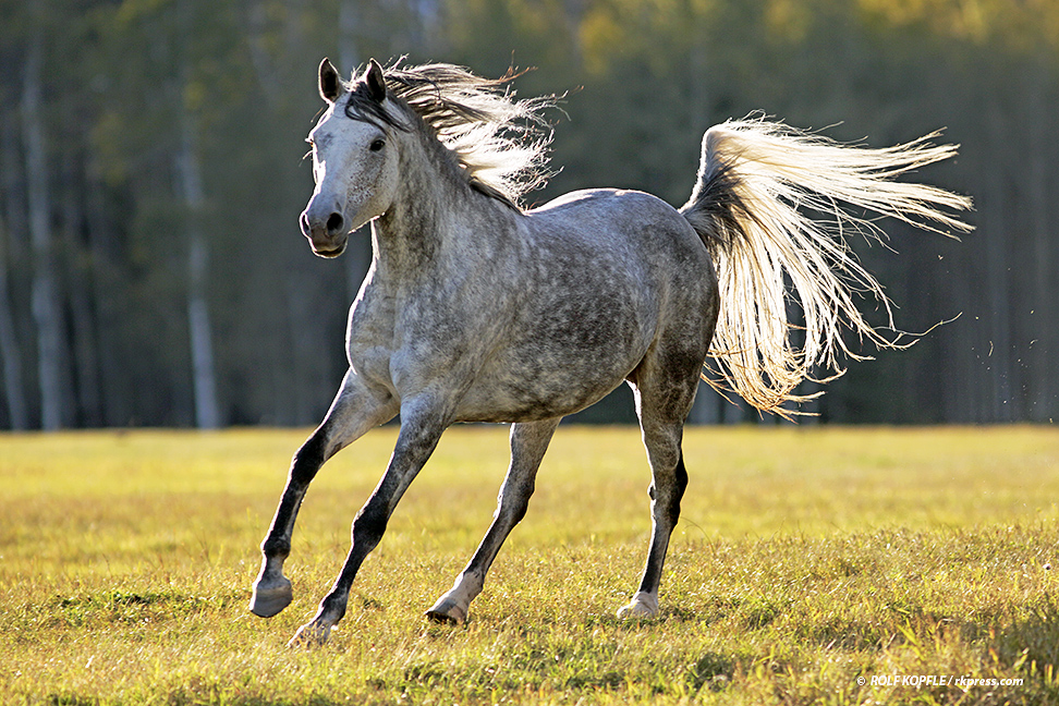 Opportunity Beautiful grey Arabian Mare for Sale Smithers British Columbia Canada