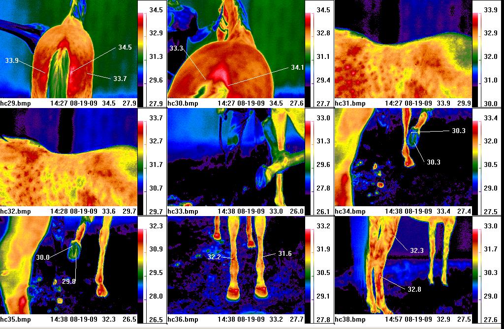 Online Animal/Equine Thermal Imaging Course Tampa Florida USA