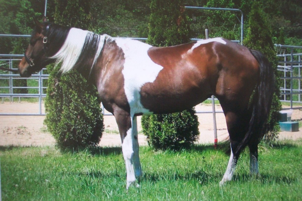 WELL BRED HORSES FOR SALE most started undder saddle Ontario Canada