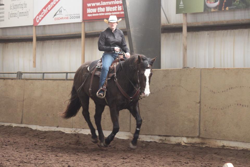 Paint/Quarter Horse Cross Airdrie Alberta Canada Horses for