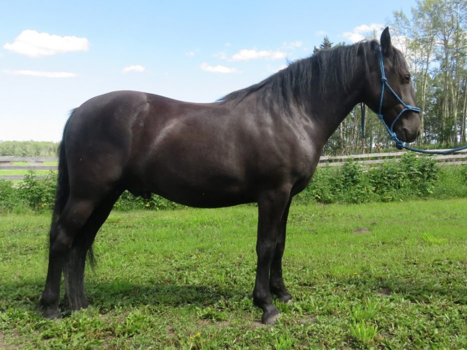 all black, 2yo Canadian Horse gelding Cremona Alberta Canada