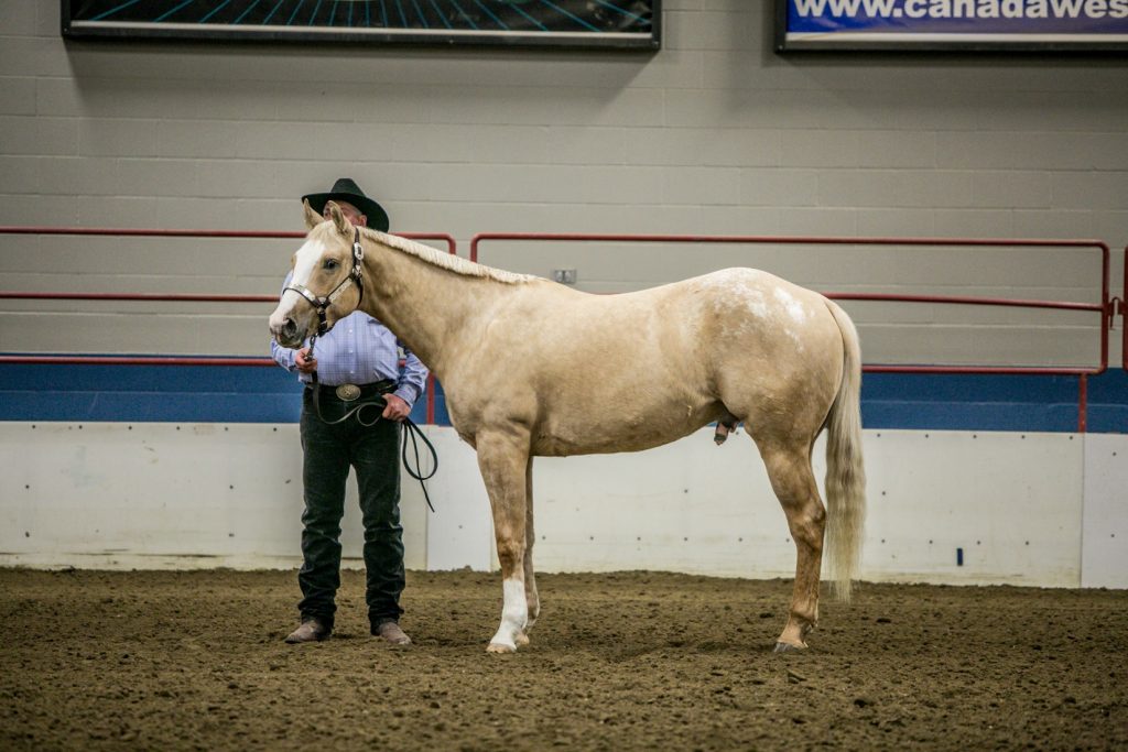 For Sale 2013 Appaloosa gelding palomino with spots Portage la