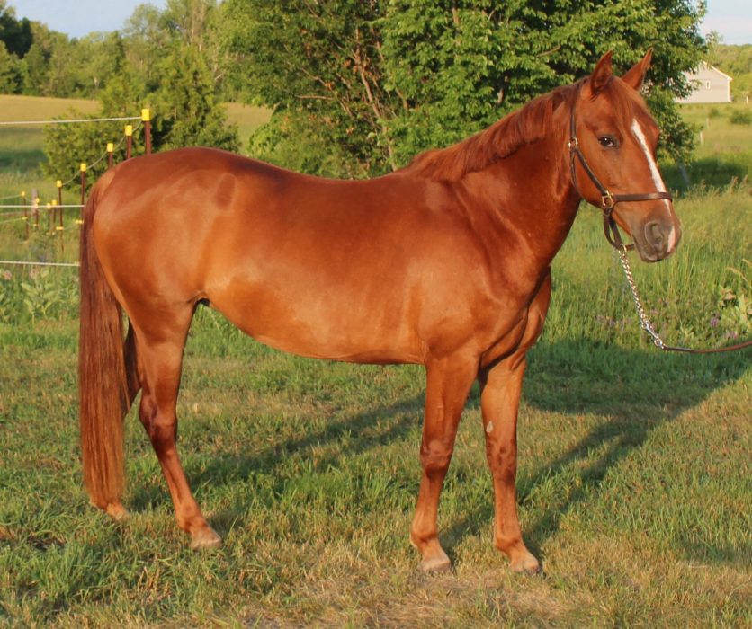 Welsh Thoroughbred Pony Mare Bobcaygeon Ontario Canada Horses