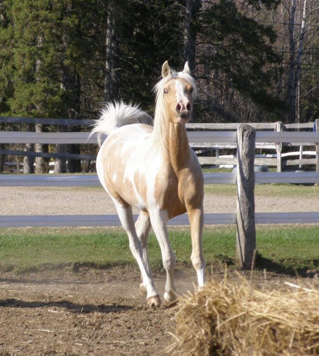 Palomino Pinto Arabian filly Laurentian Hills Ontario