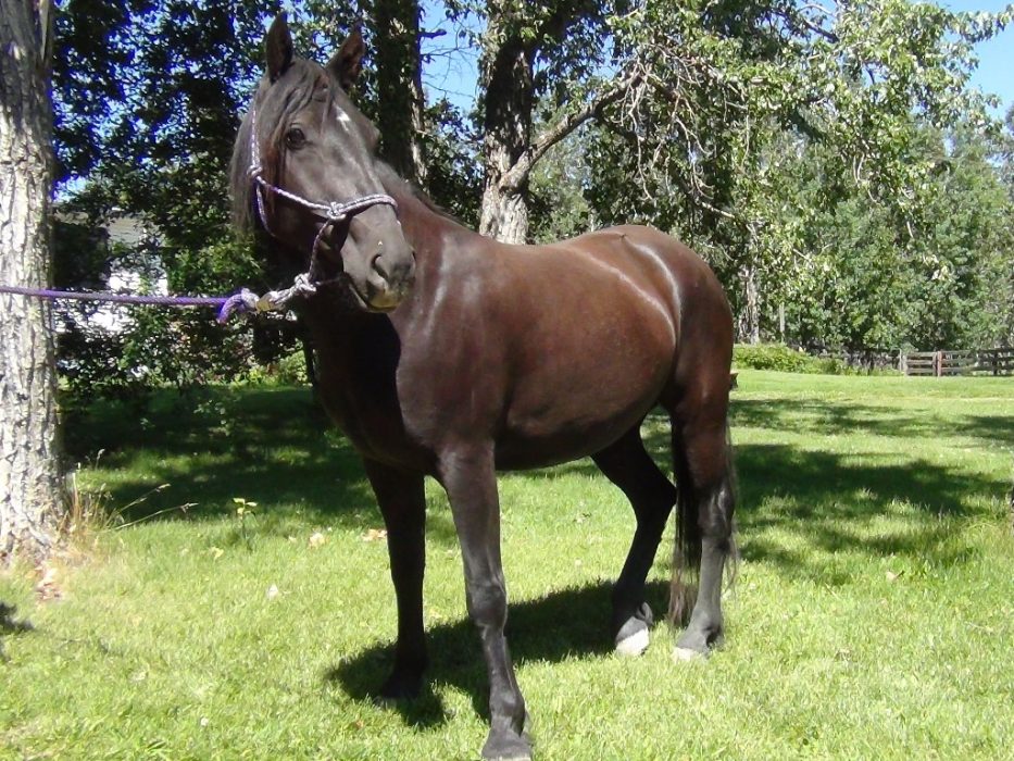 4yo black Canadian Horse mare trained to ride Canada Horses for