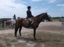 Free-to-Good-Home-9-yr-old-TB-Gelding